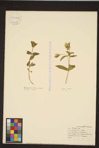 Stellaria pubera image