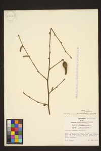 Corylus cornuta var. cornuta image
