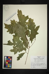 Quercus lyrata image