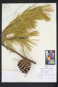 Pinus pungens image