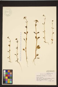 Image of Centranthus calcitrapae