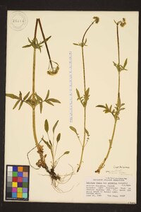 Valeriana dioica subsp. sylvatica image