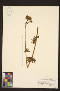 Valeriana sitchensis image