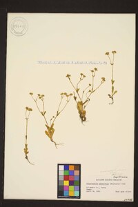 Valerianella stenocarpa image