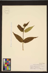 Diervilla sessilifolia image