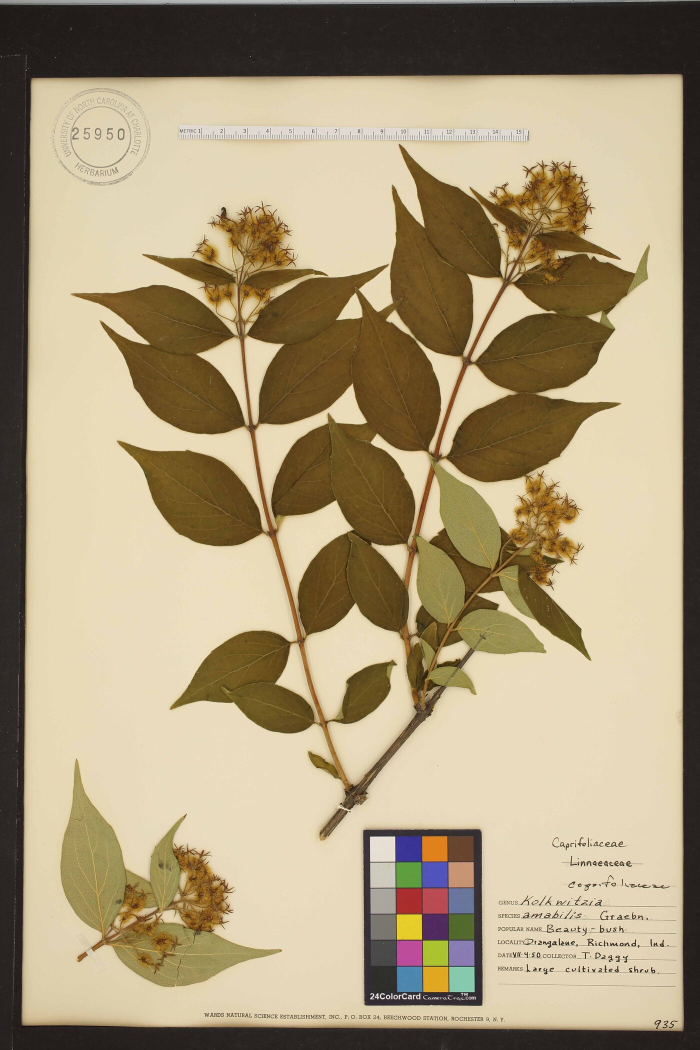 Kolkwitzia amabilis image