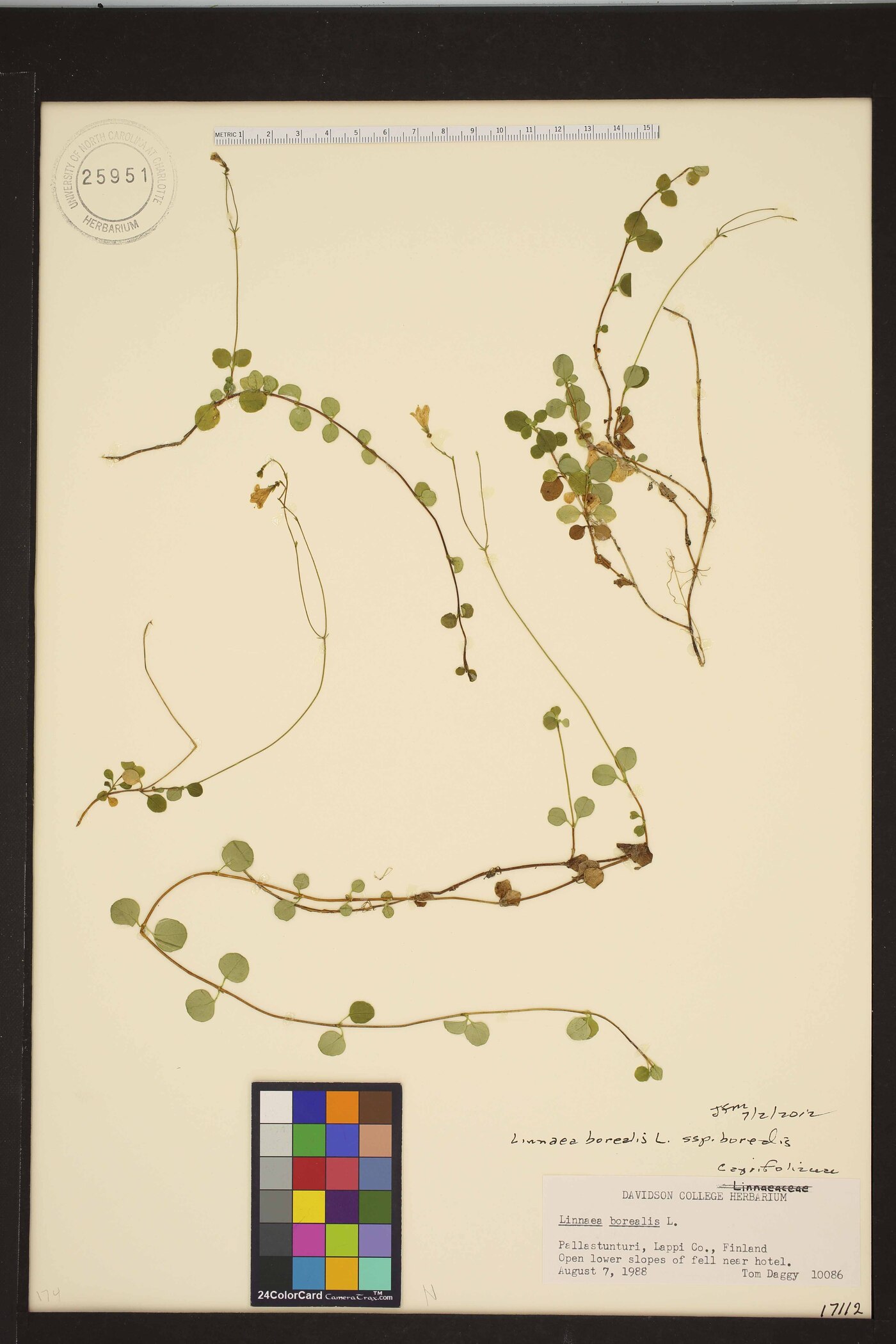 Linnaea borealis var. borealis image