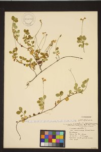 Linnaea borealis subsp. americana image