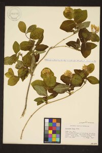 Lonicera flava image