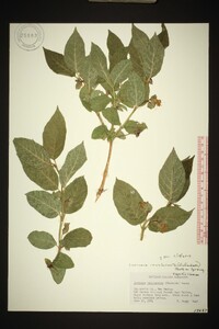 Lonicera involucrata image