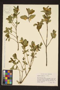 Lonicera utahensis image