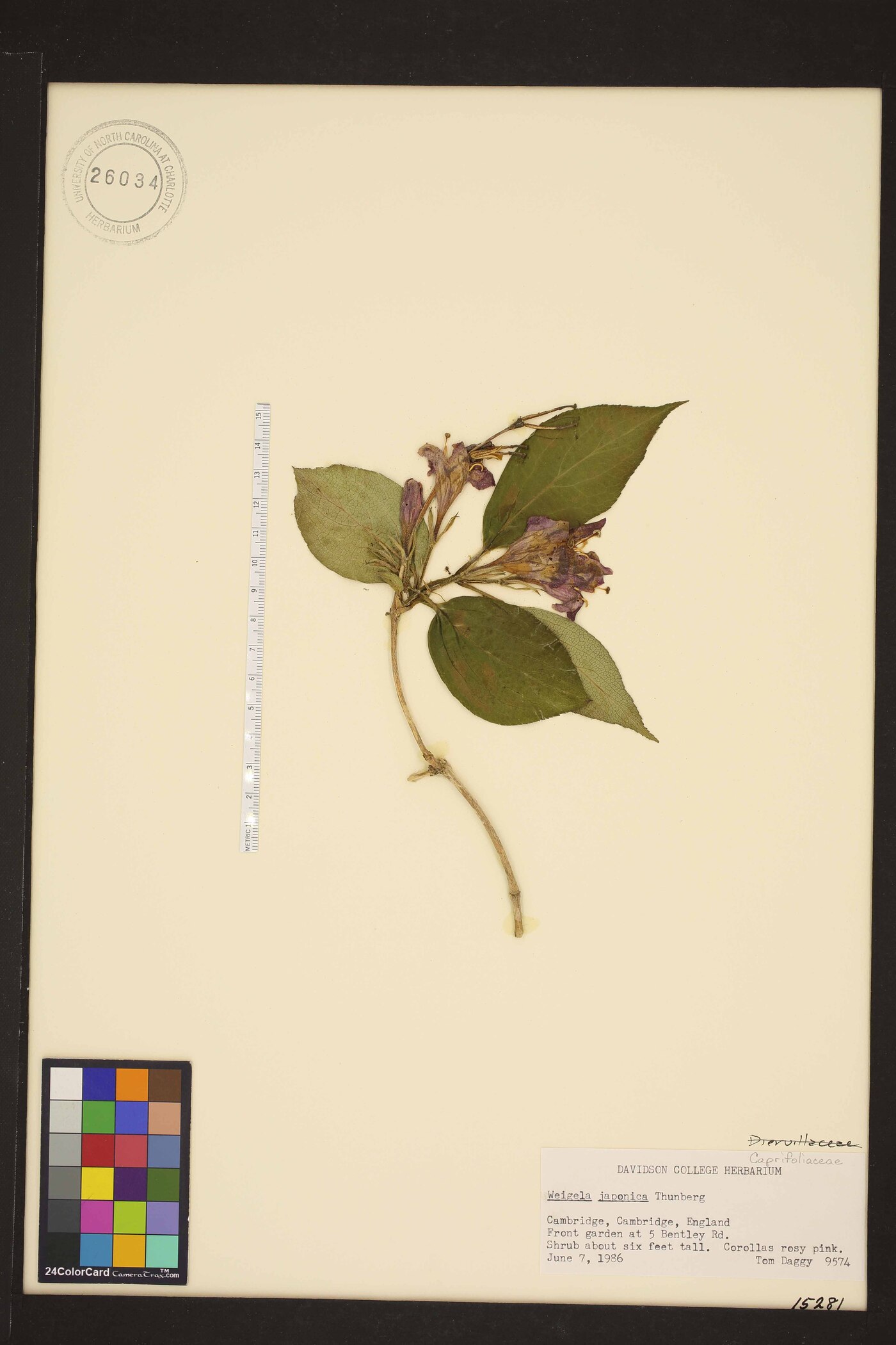 Weigela japonica image