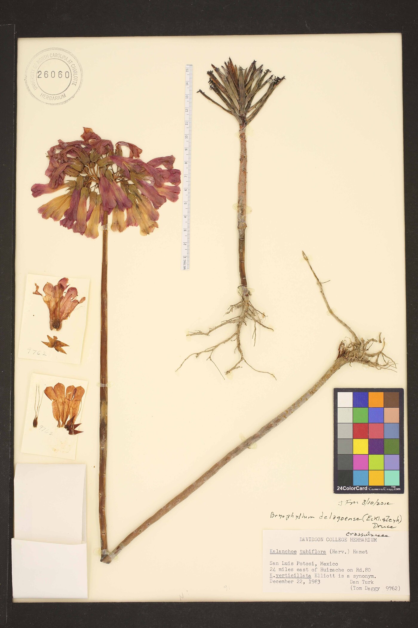 Kalanchoe delagoensis image