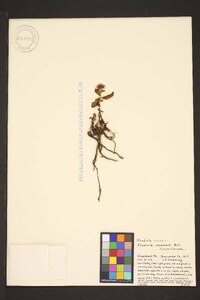 Image of Rhodiola roanensis