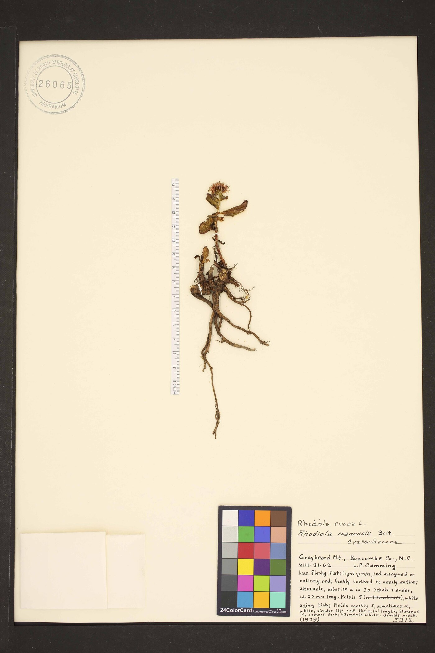 Rhodiola roanensis image