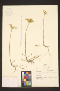 Petrosedum amplexicaule subsp. amplexicaule image
