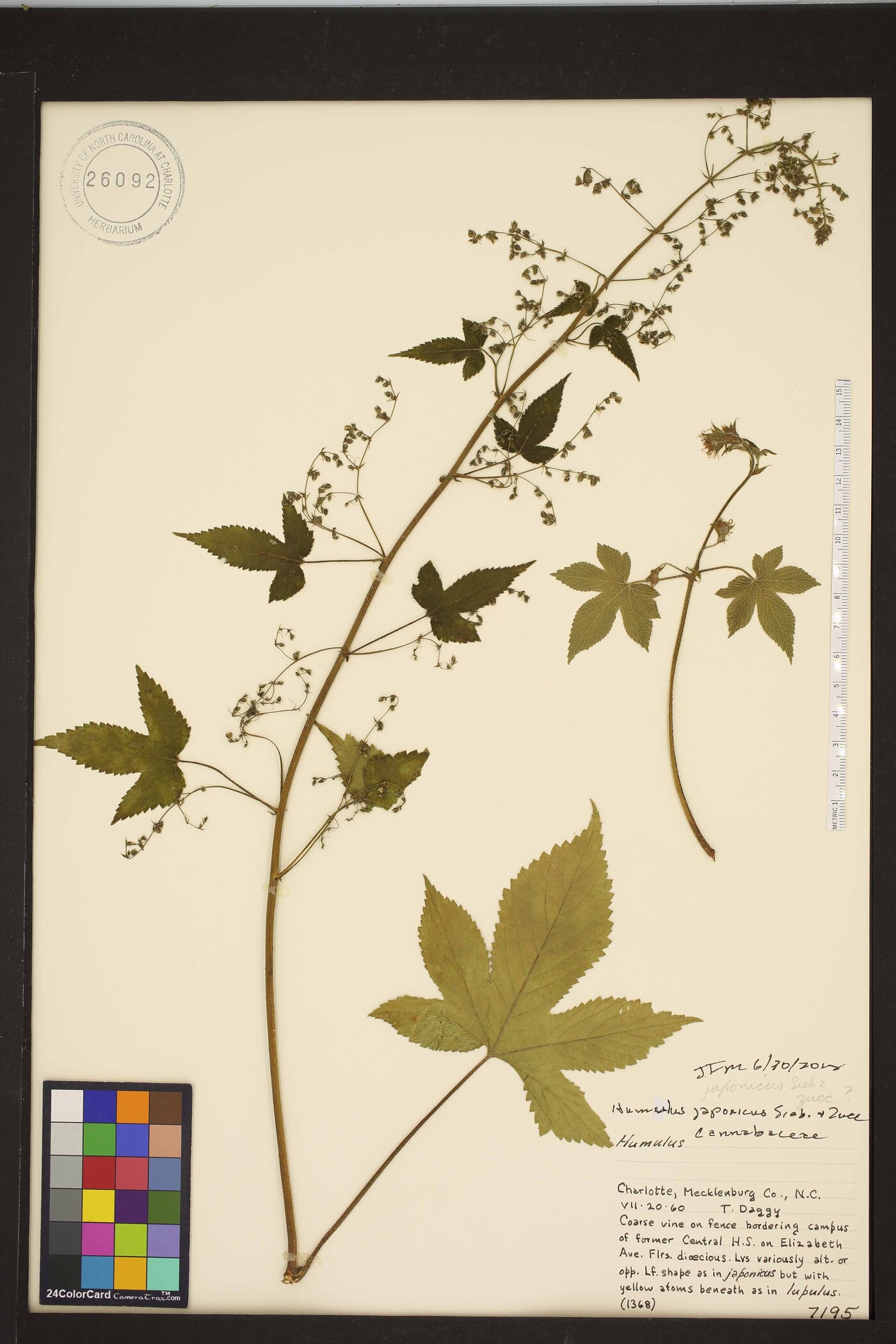 Humulus scandens image