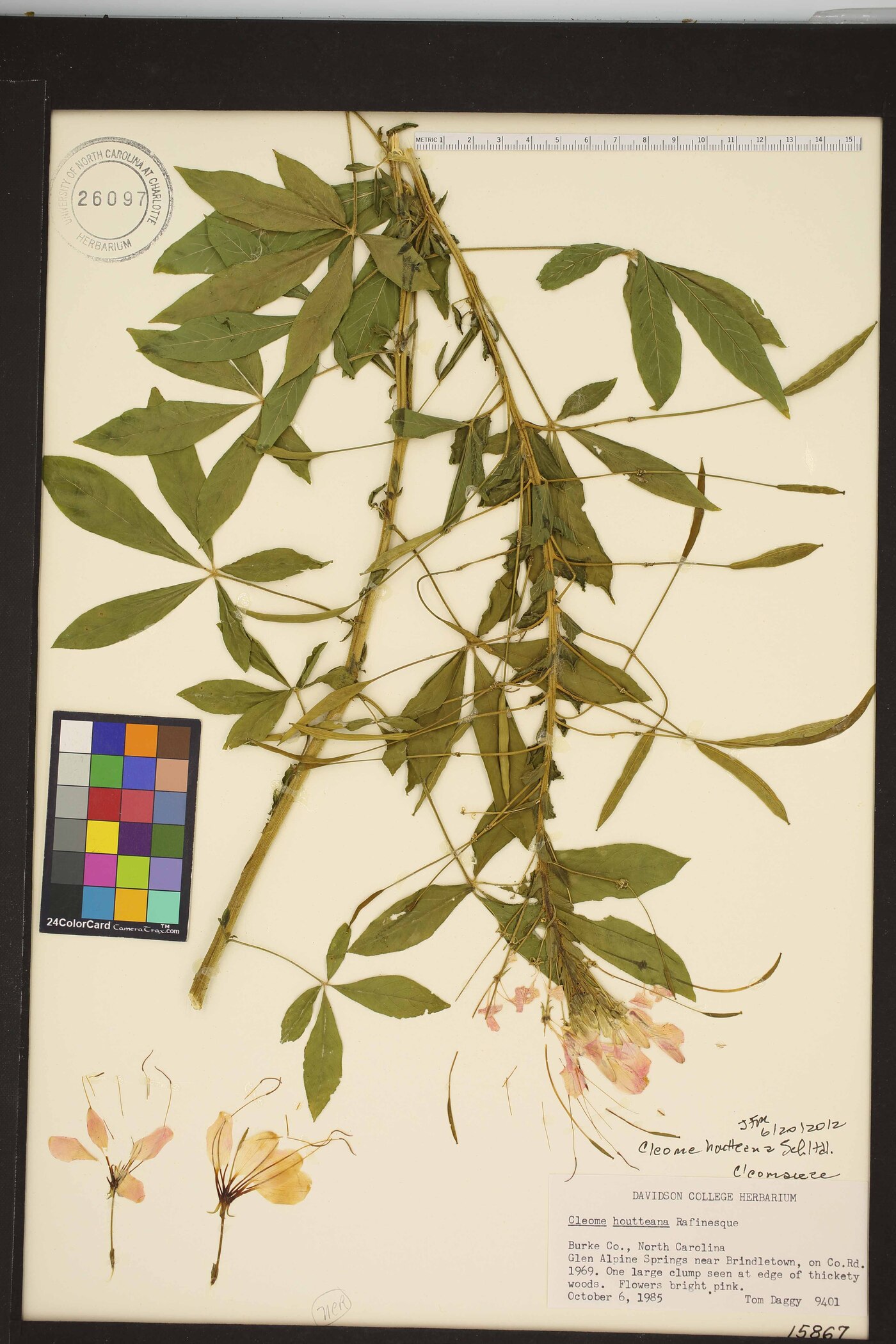 Cleome houtteana image