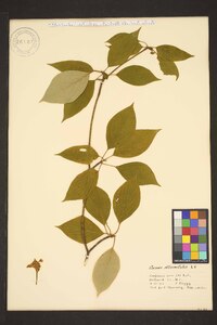 Cornus alternifolia image