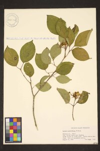 Swida asperifolia image