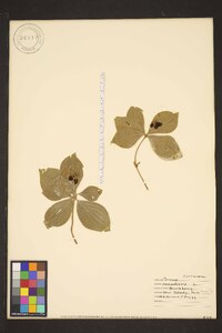 Cornus canadensis image