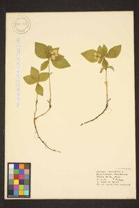 Cornus canadensis image