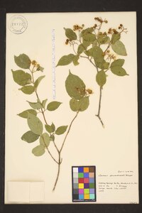 Cornus drummondii image