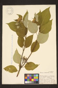 Cornus sericea subsp. sericea image