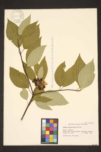 Cornus sericea subsp. sericea image