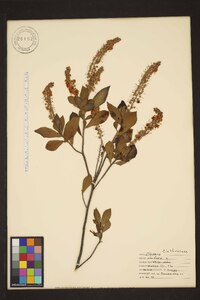 Clethra alnifolia image