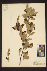 Clethra tomentosa image