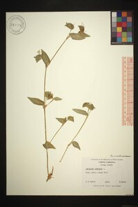 Commelina communis image