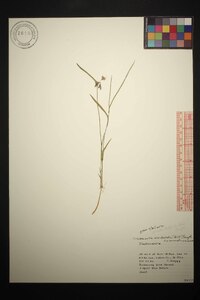 Tradescantia occidentalis image