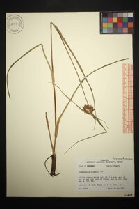 Tradescantia ohiensis image