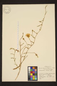 Convolvulus hermanniae image