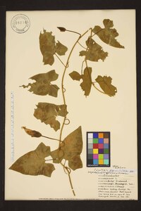 Calystegia sepium subsp. angulata image