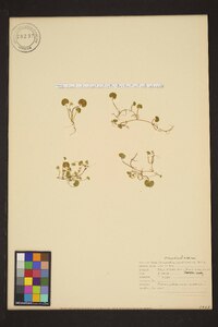 Dichondra carolinensis image