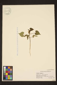 Ipomoea lacunosa image