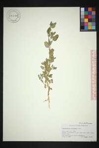 Chenopodium albescens image