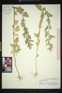 Chenopodium album var. album image