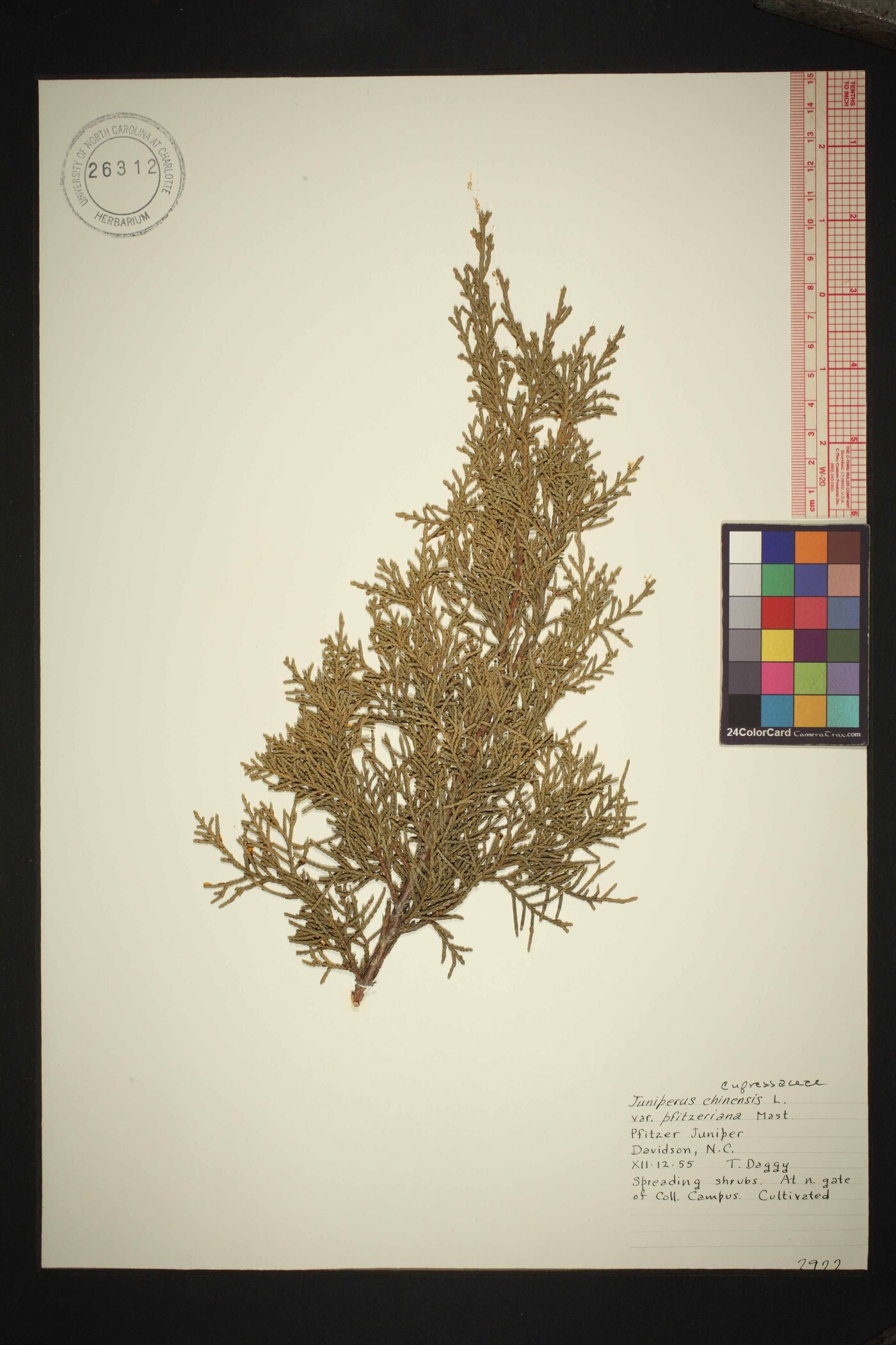 Juniperus x pfitzeriana image