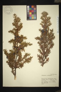 Juniperus communis var. communis image
