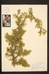 Juniperus pinchotii image