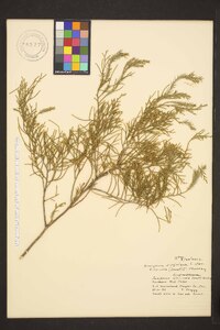 Juniperus silicicola image