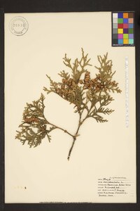 Thuja occidentalis image