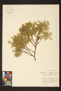 Platycladus orientalis image