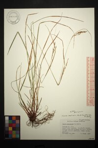 Carex aestivalis image