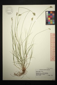 Carex alata image