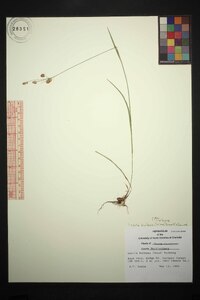 Luzula bulbosa image