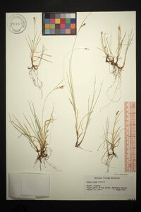 Carex aurea image